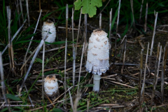 Pilze