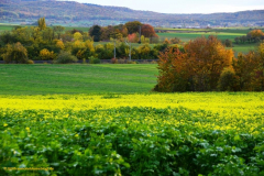 Rapsfeld