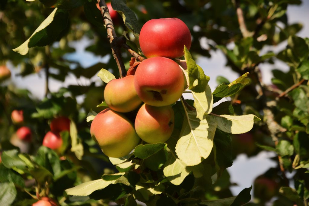 Rote Äpfel an einem Apfelbaum. 