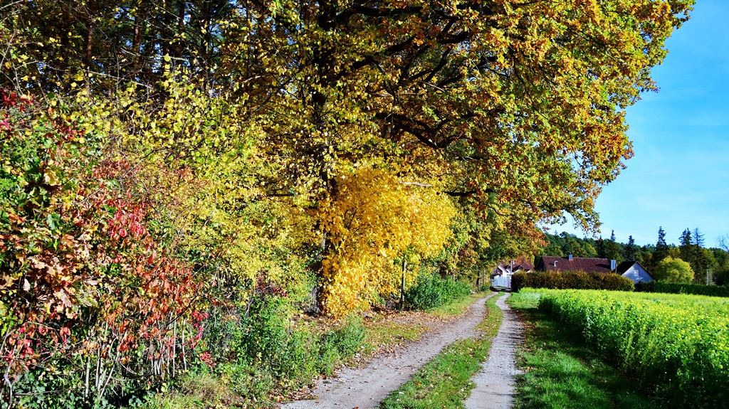 Ein Feldweg entlang einer Hecke mit Bäumen, deren Laub rot und gelb gefärbt ist.