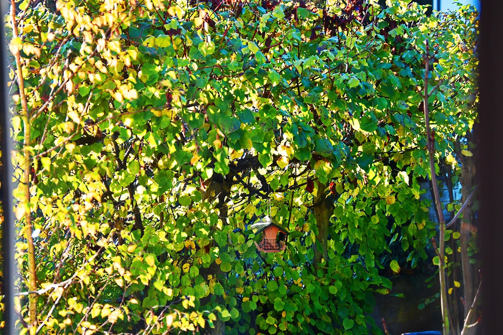 Nussbaumhecke im Sonnenlicht mit Vogelhäuschen.