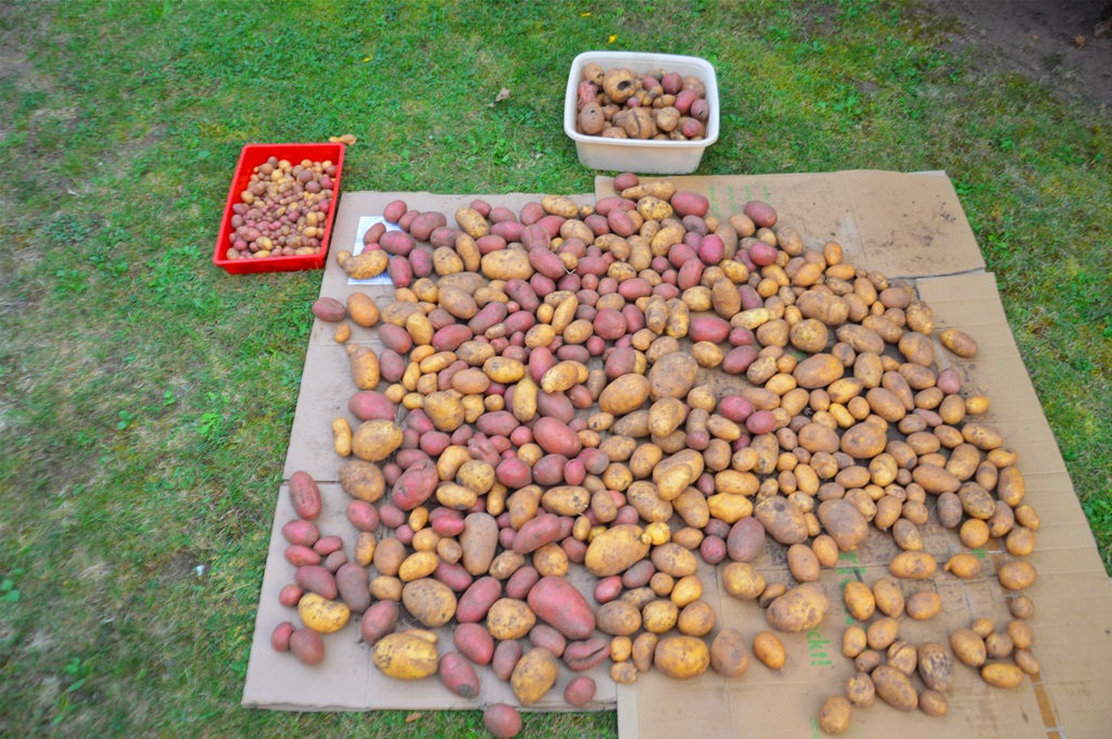 Auf dem Bild sind rosafarbene und gelbfarbene Kartoffeln auf einem Pappkarton ausgelegt zu sehen. Insgesamt liegen dort 35 kg Kartoffeln.
Bild Frau Mohnblume