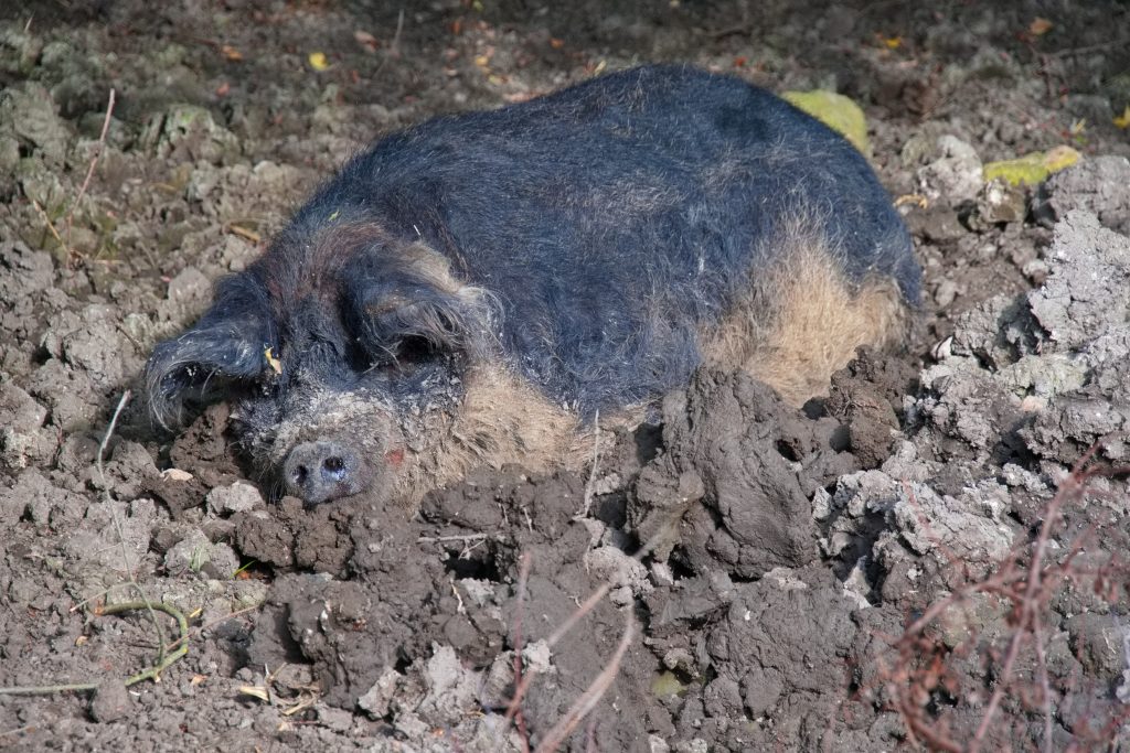 Ein Wollschwein in der Schlammkuhle liegend