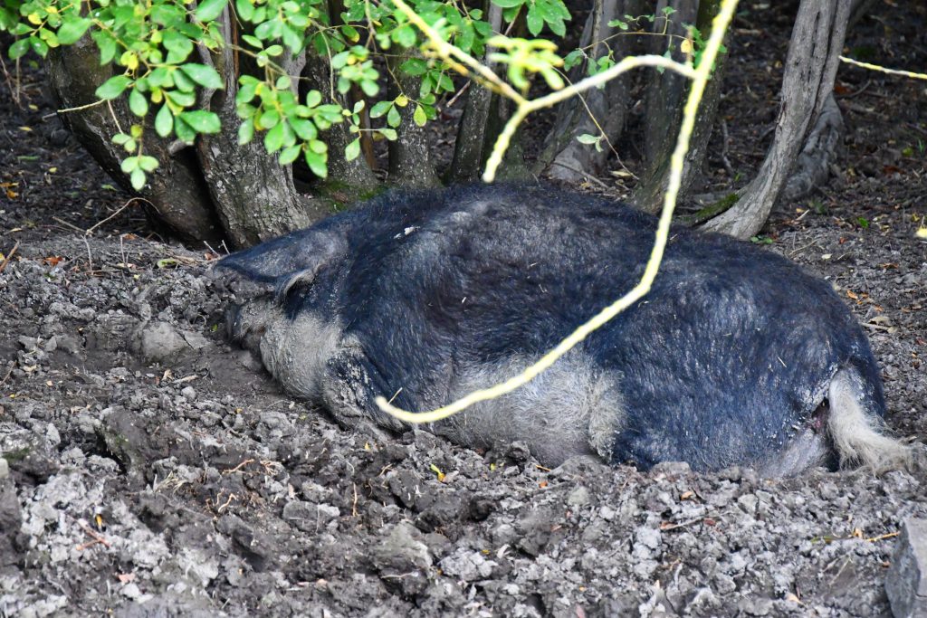 Ein Wollschwein in einer Schlamkuhle liegend.