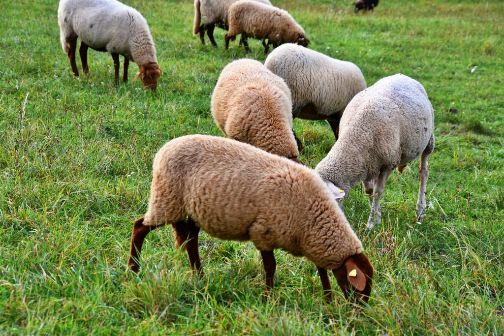 Schafe auf der Weide beim Grasen.