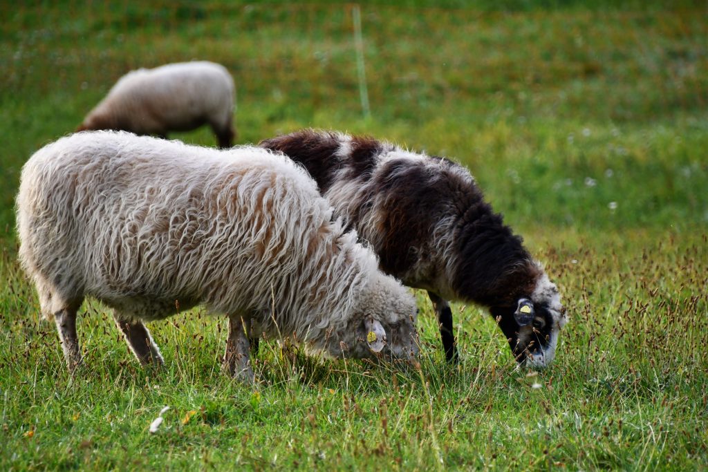 Schafe auf der Weide beim Grasen.