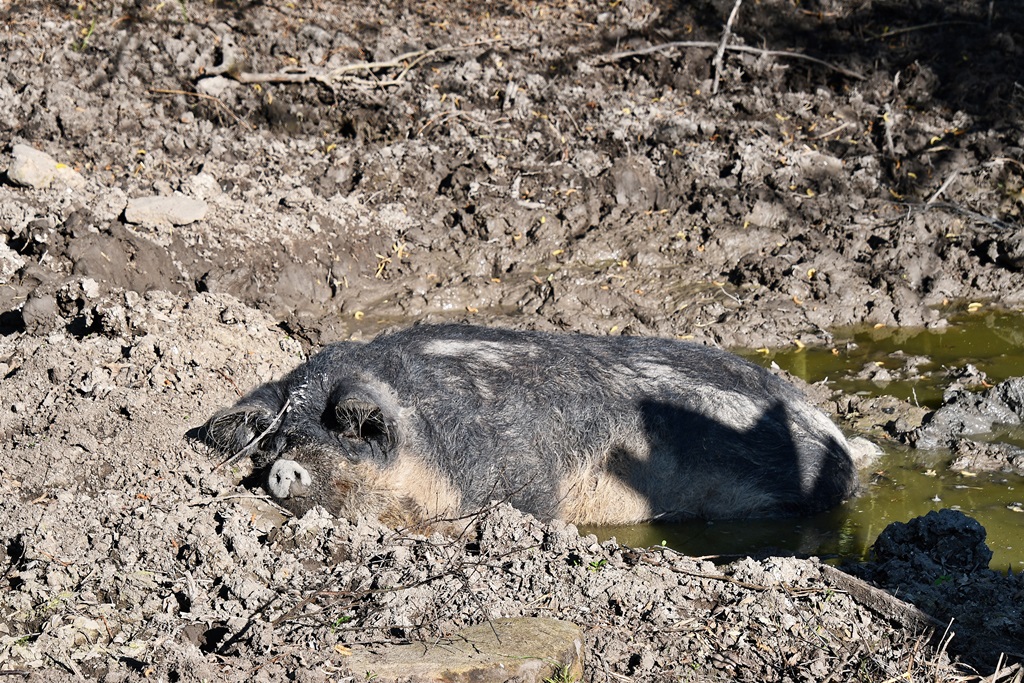 Wollschwein im Schlammloch