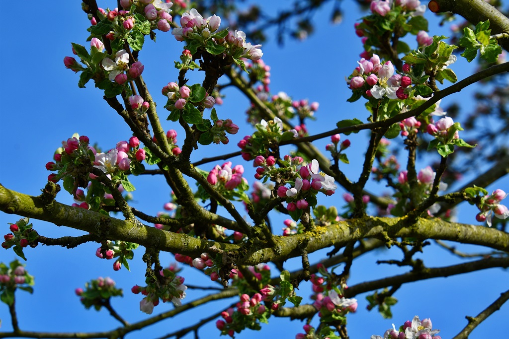 Obstblüte
