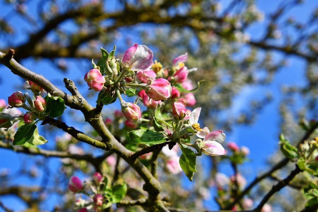 Obstblüte 2