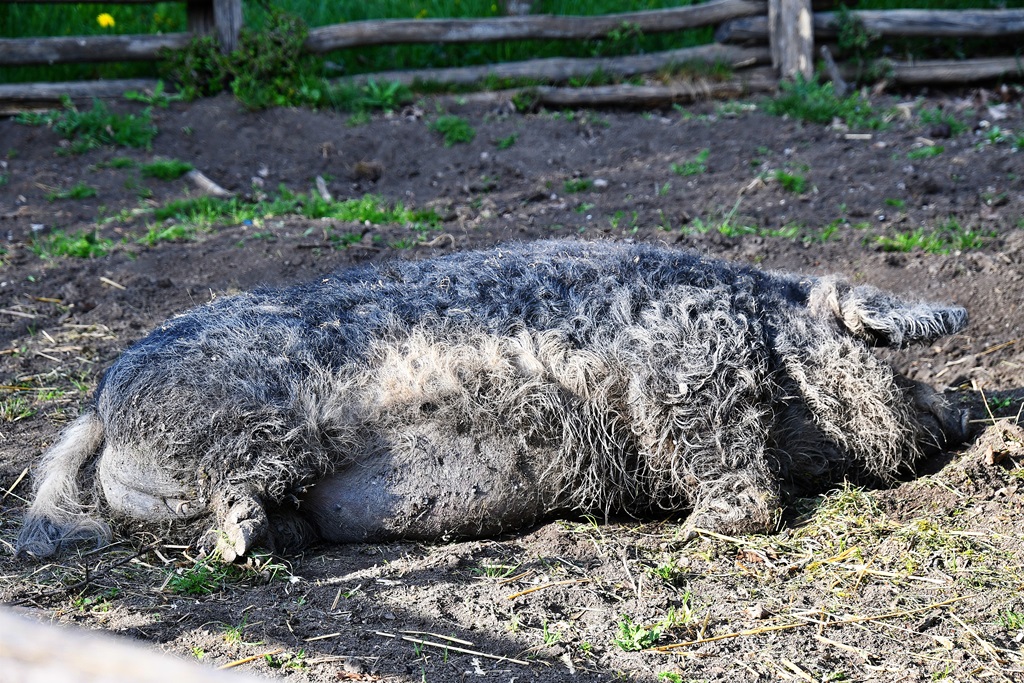 Ruhendes Wollschwein