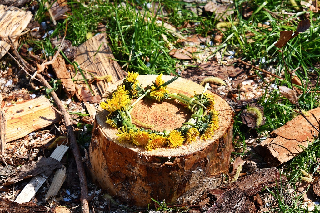 Löwenzahnblütenkranz auf einer Holzscheibe.