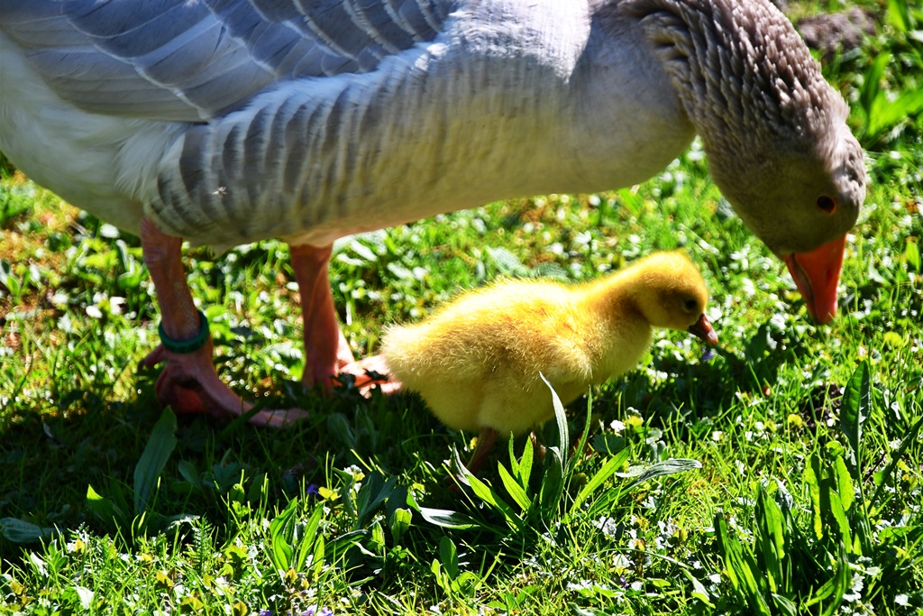 Gans mit Küken