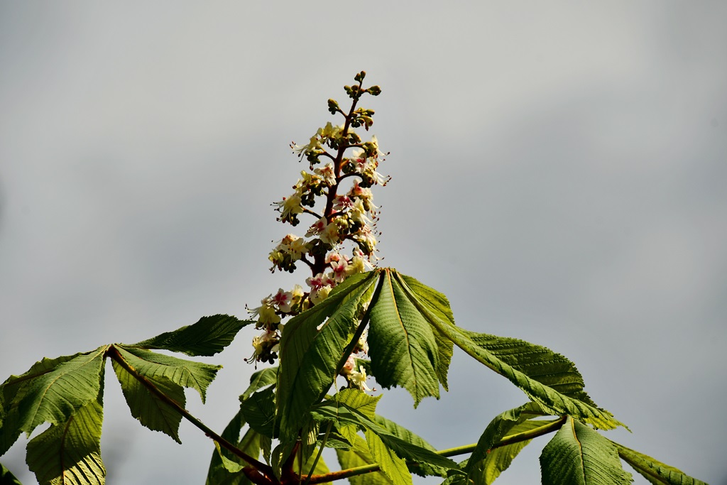 Kastanienblüte
