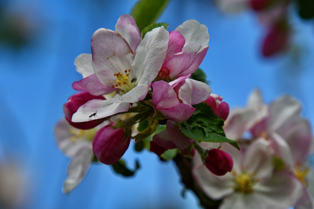 Obstblüte