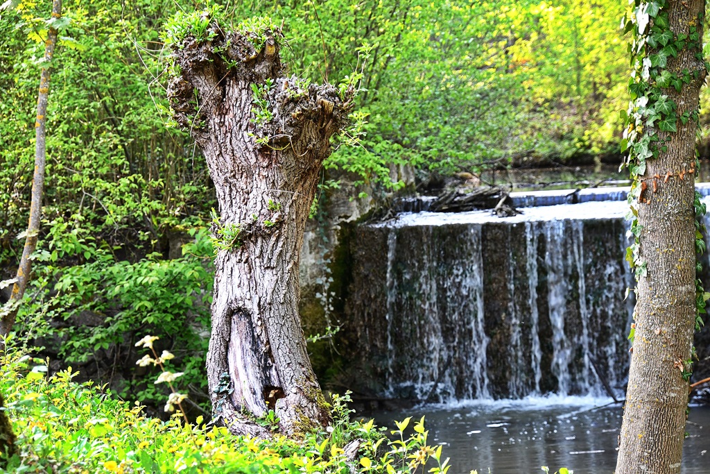 Abgeschnittene Weide mit Wasserfall