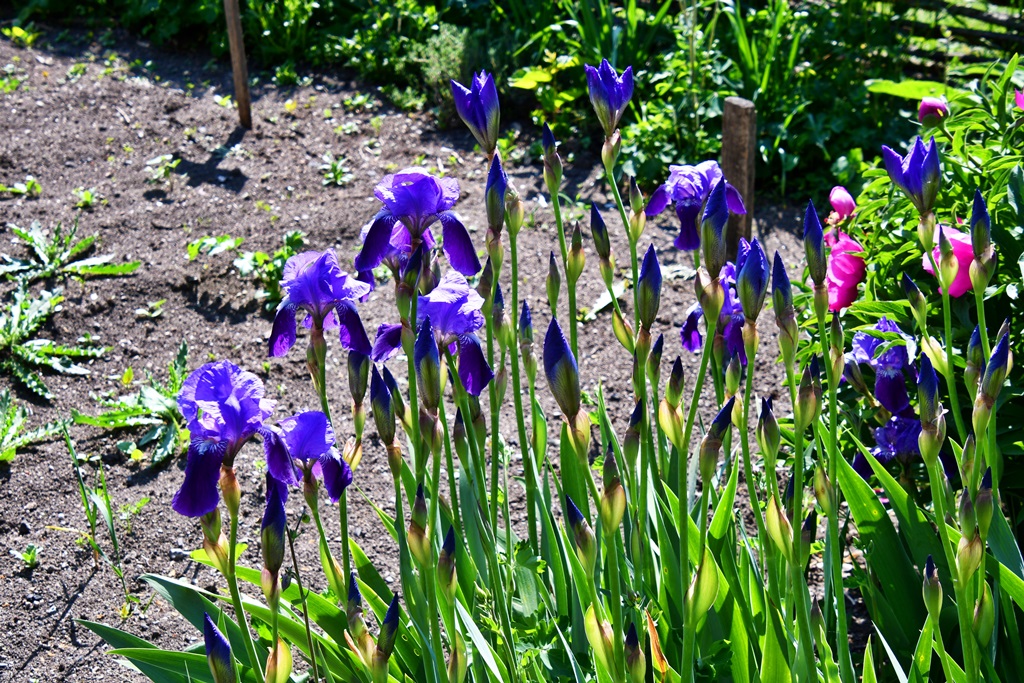 Blühende Irisstaude