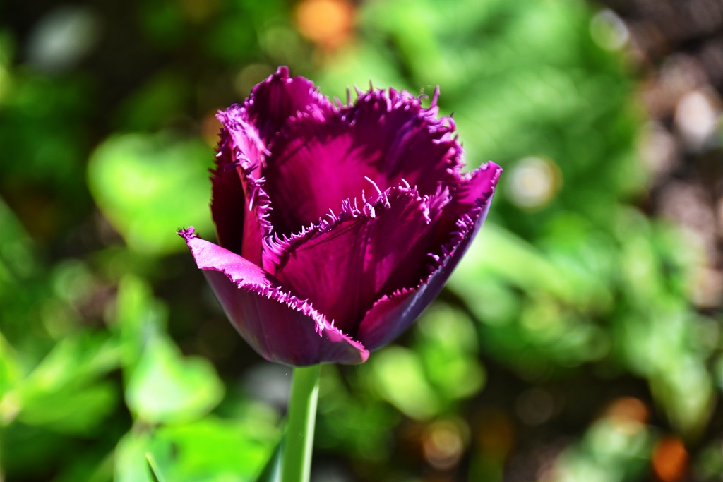 Lila Tulpe