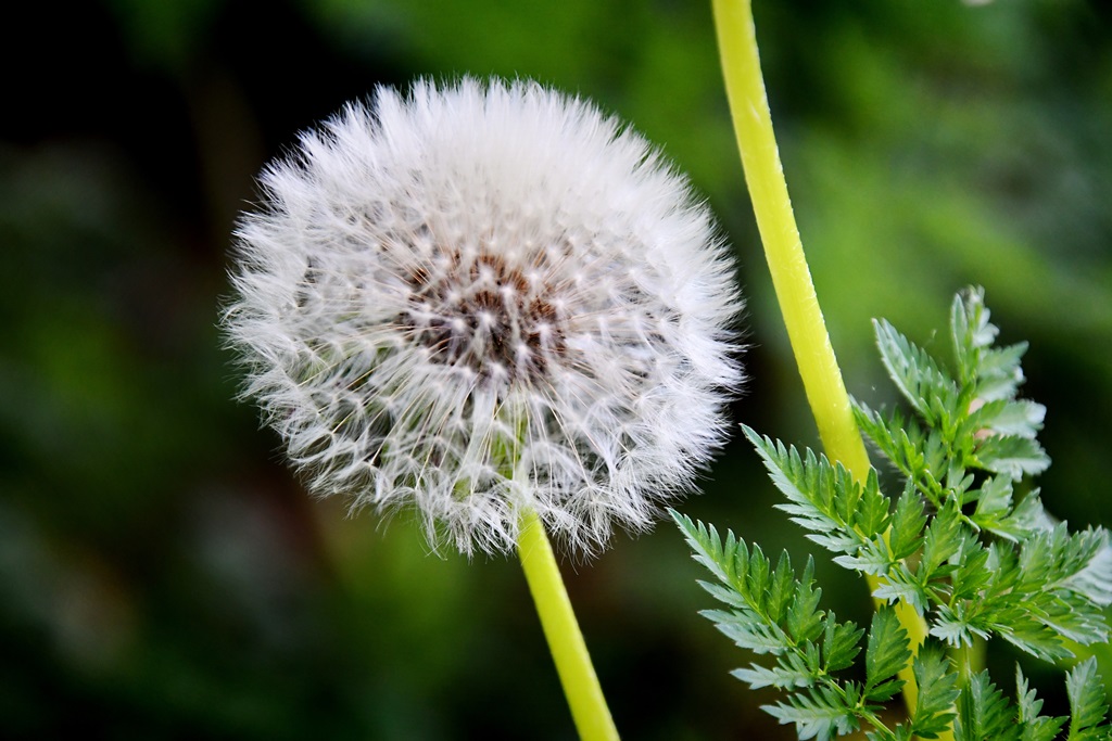 Kopf einer Pusteblume